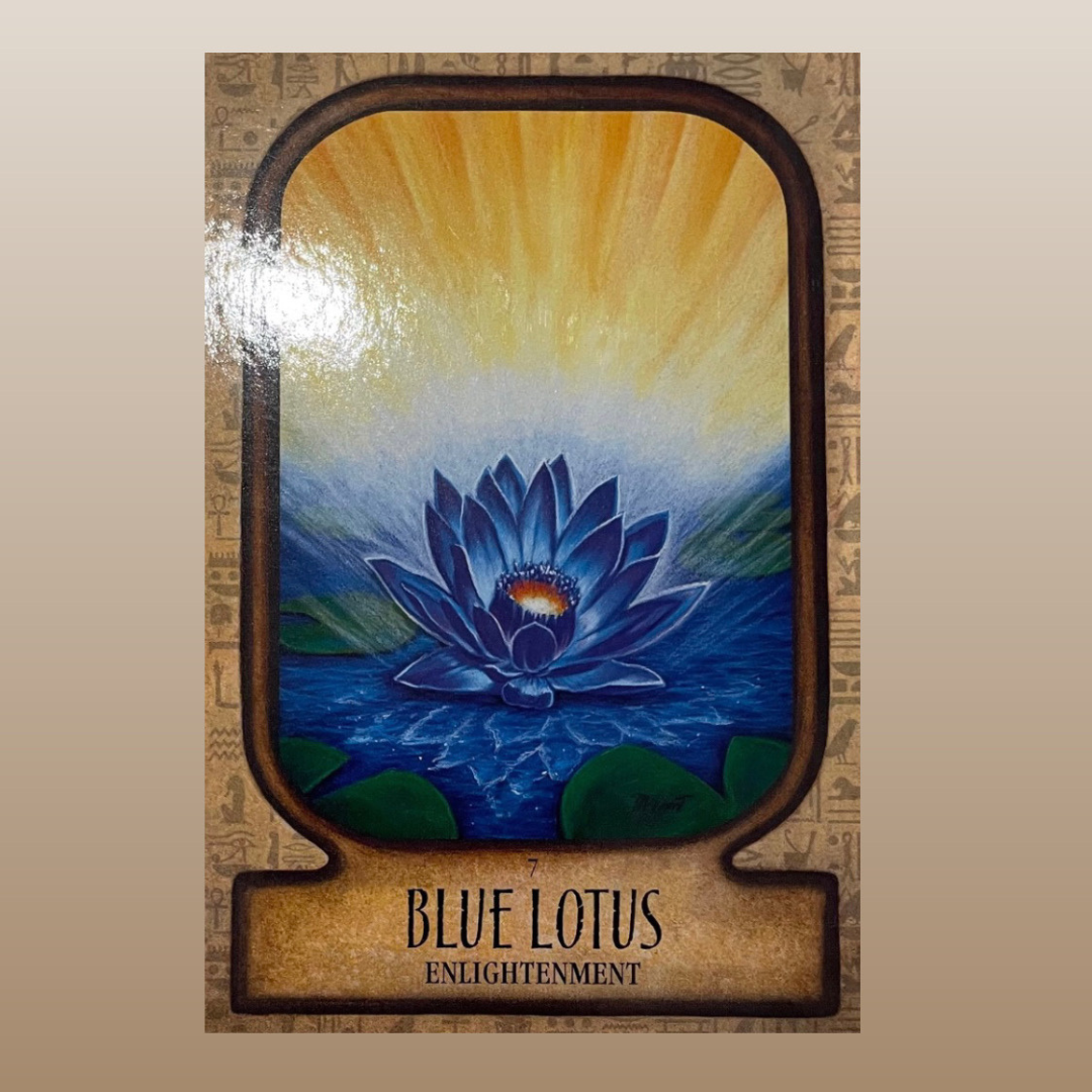 Blue Lotus — Asian (Nymphaea nouchali) | Organic Pre-Rolls