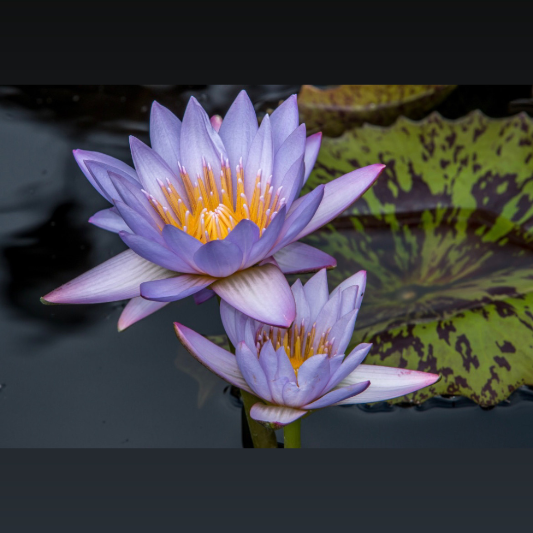 Blue Lotus - Asian Varitey (Nymphaea nouchali)