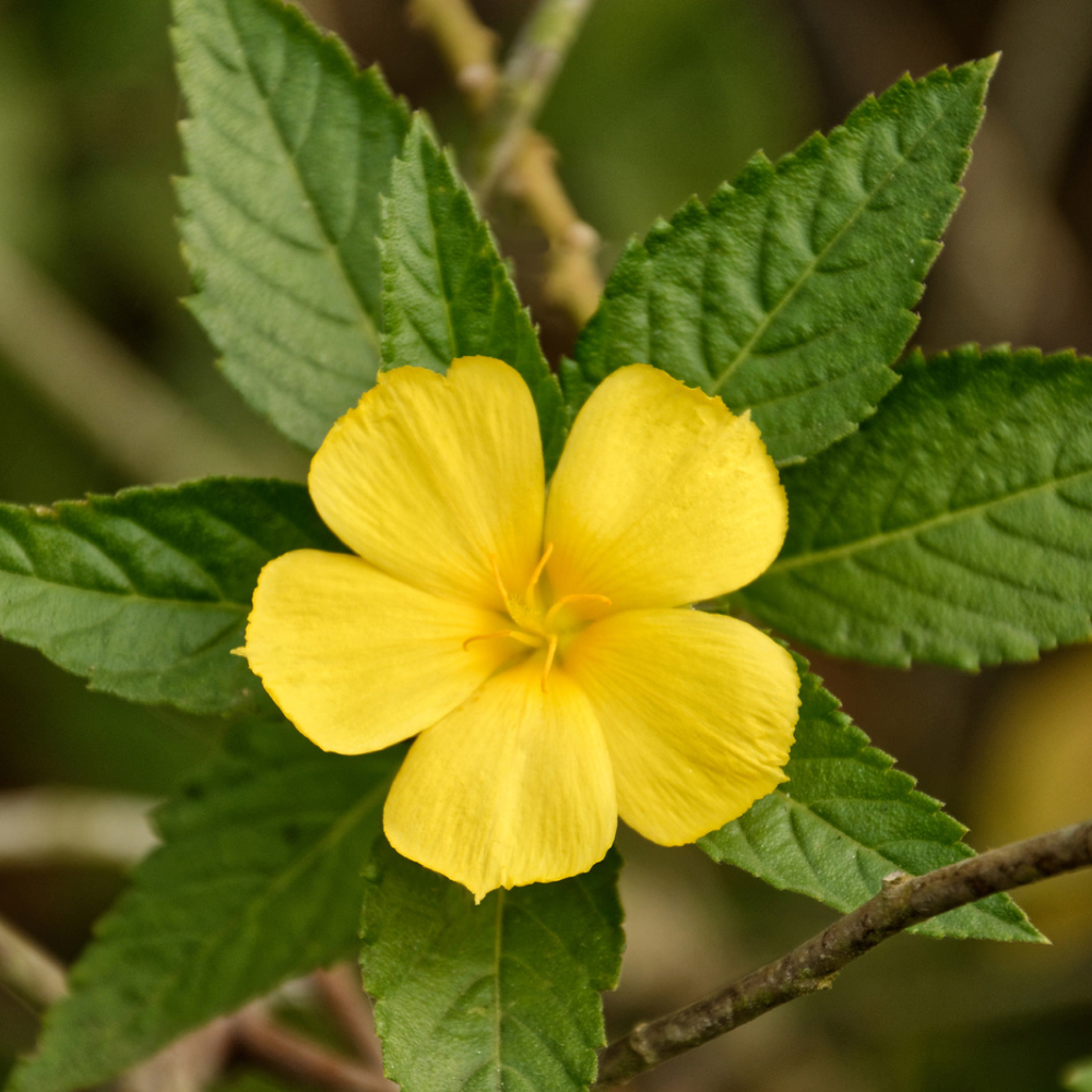 Damiana (Turnera diffusa) | Organic Pre-Ground | Loose Blend & Teabags