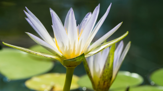 The Enigmatic BLUE LOTUS: Unraveling Its History, Benefits, and Diverse Uses