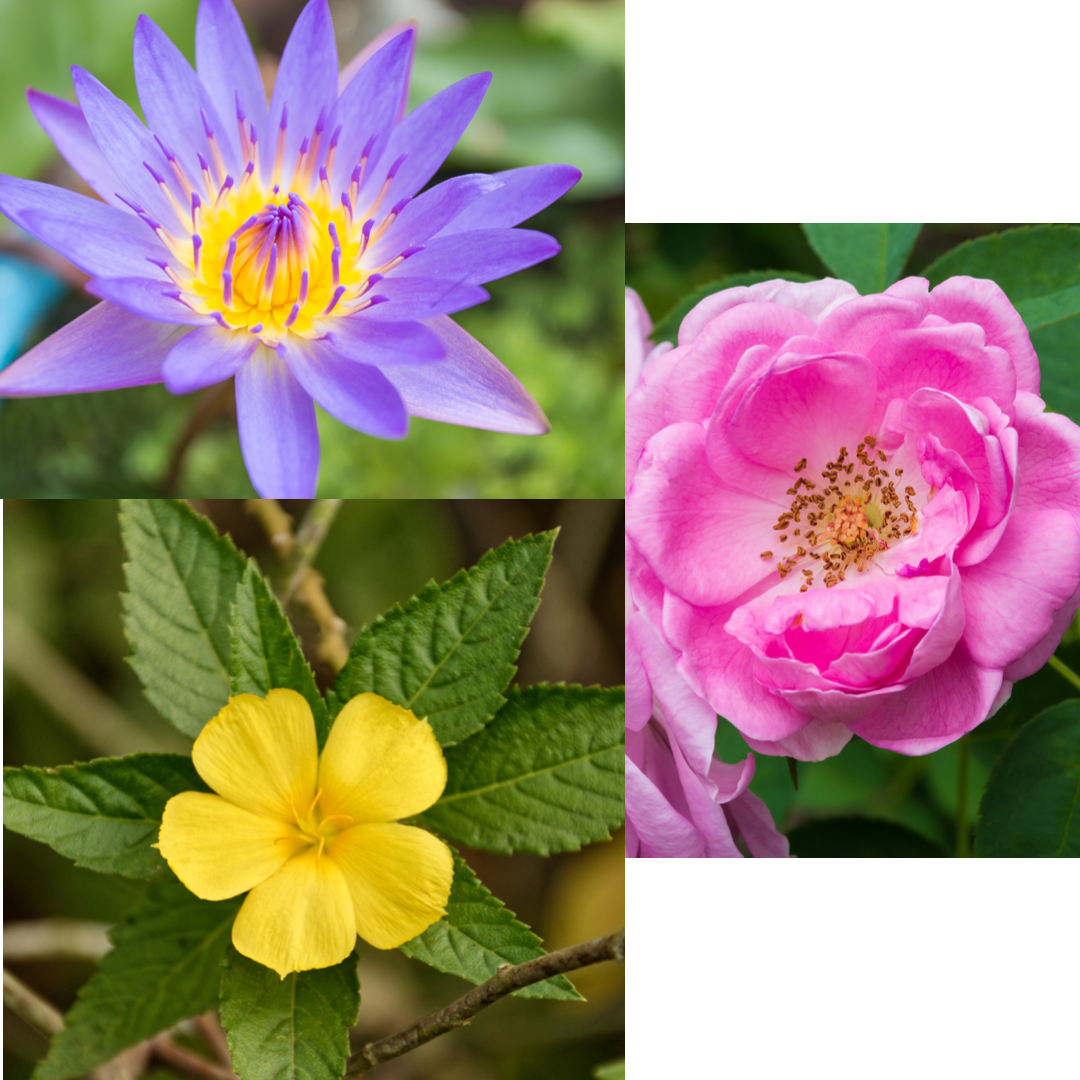 LOVE Elixir. Blue Lotus-Damiana-Rose. Organic Tincture Extract