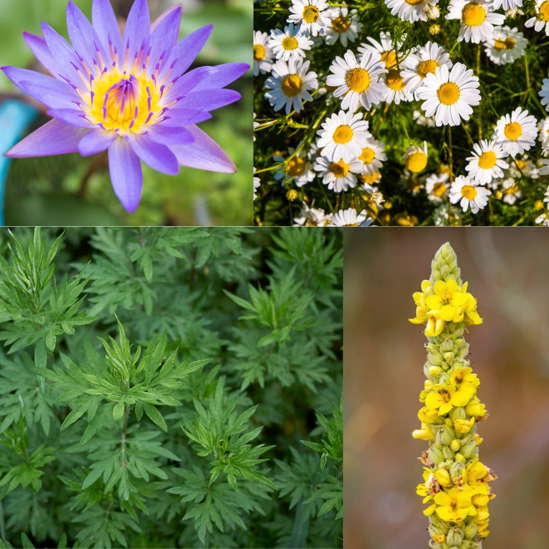 Organic Herbal DREAM Blend: Blue Lotus-Mullein-Mugwort-Chamomile. Pre-Ground/Pre-Filled Teabags