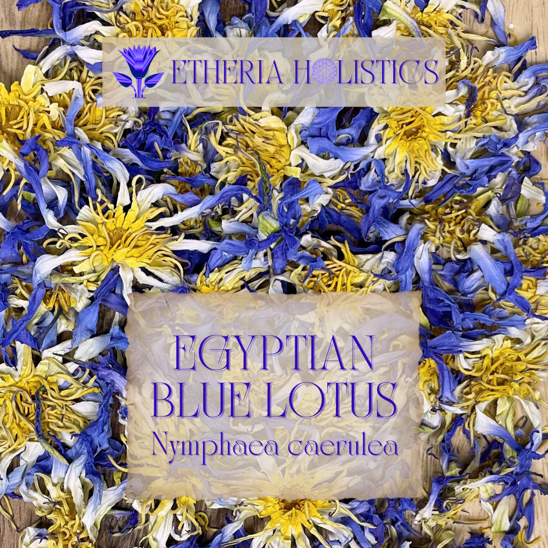 True Egyptian Blue Lotus (Nymphaea caerulea)