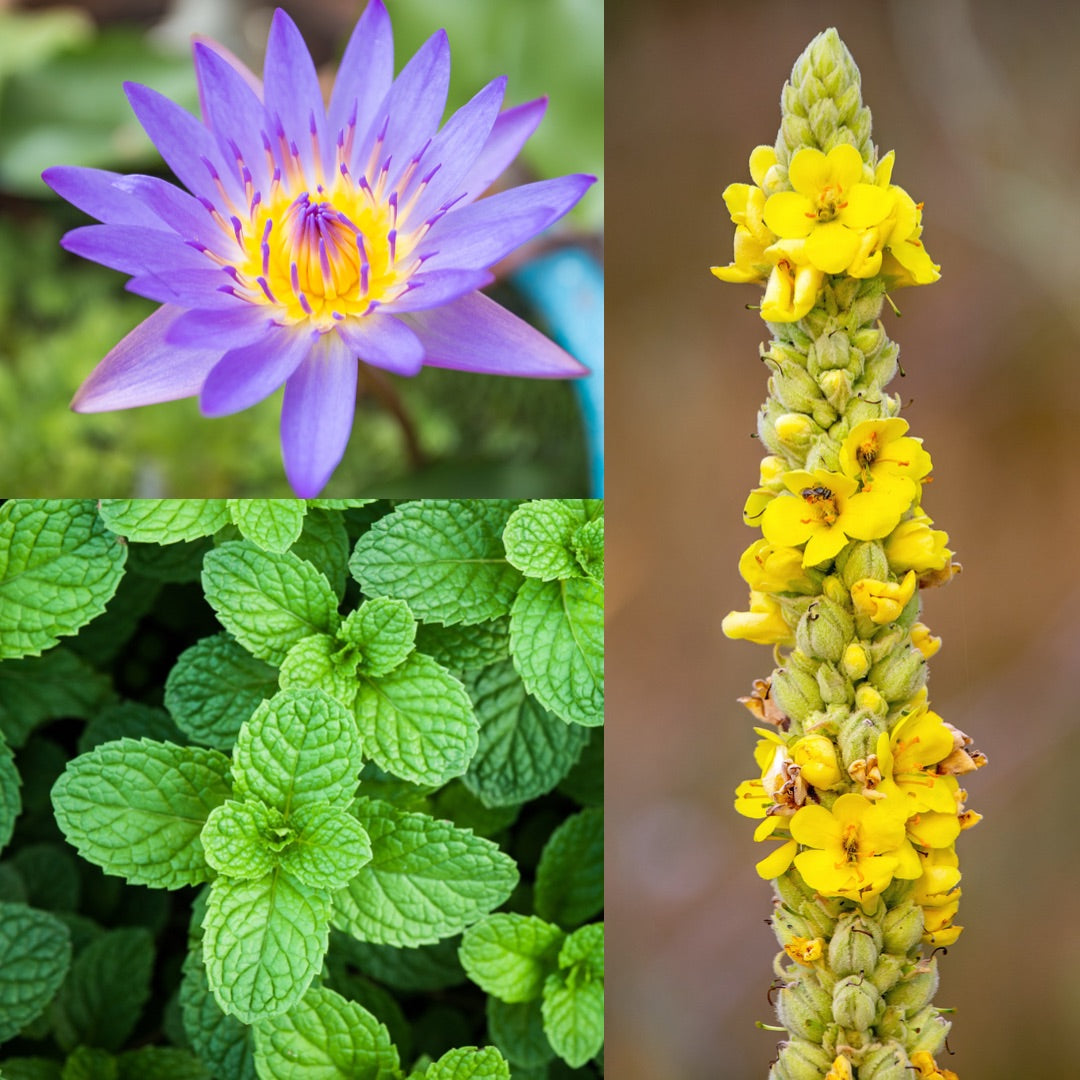 Organic Herbal BREATHE Pre-Rolls: Blue Lotus-Mullein-Peppermint