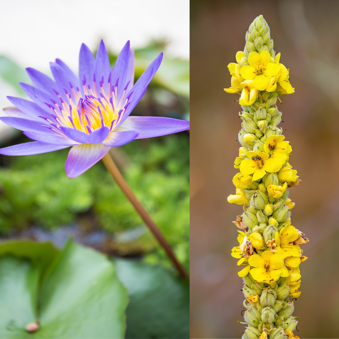 Organic Herbal SOOTHE Blend: Blue Lotus-Mullein. Pre-Ground/Pre-Filled Teabags