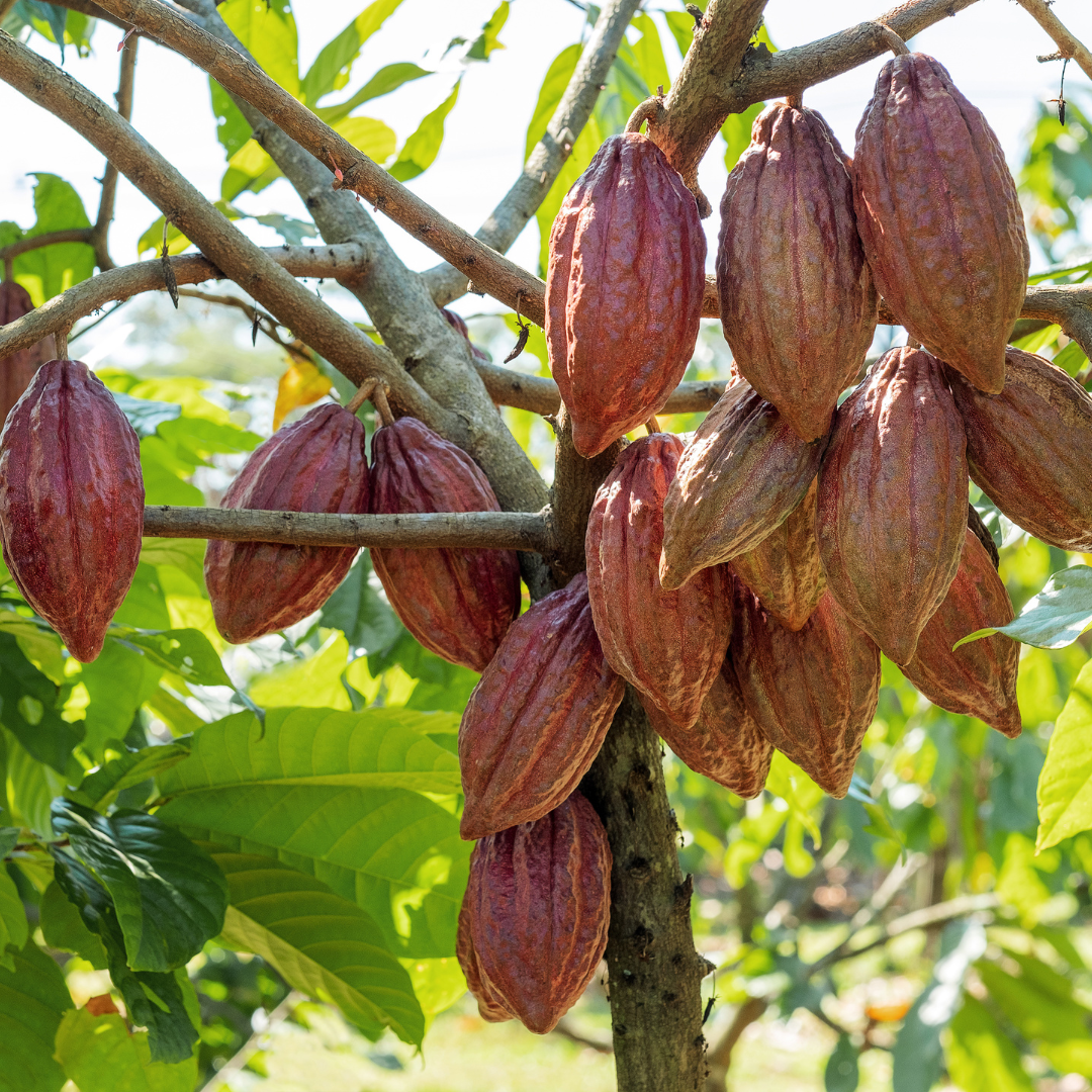 Ceremonial Cacao — Peruvian Criollo | 100% Pure Cacao Paste