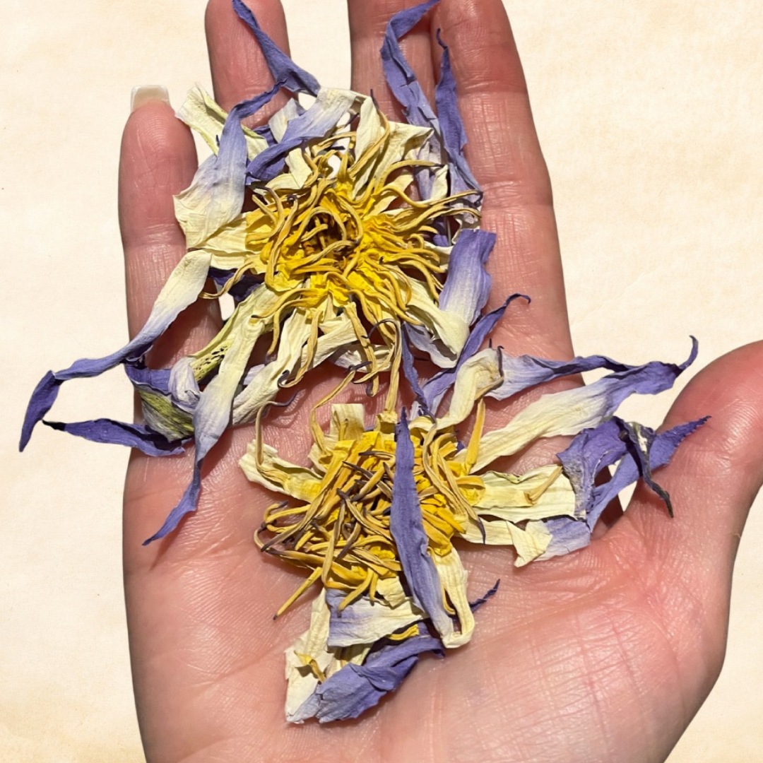 True Egyptian Blue Lotus (Nymphaea caerulea)