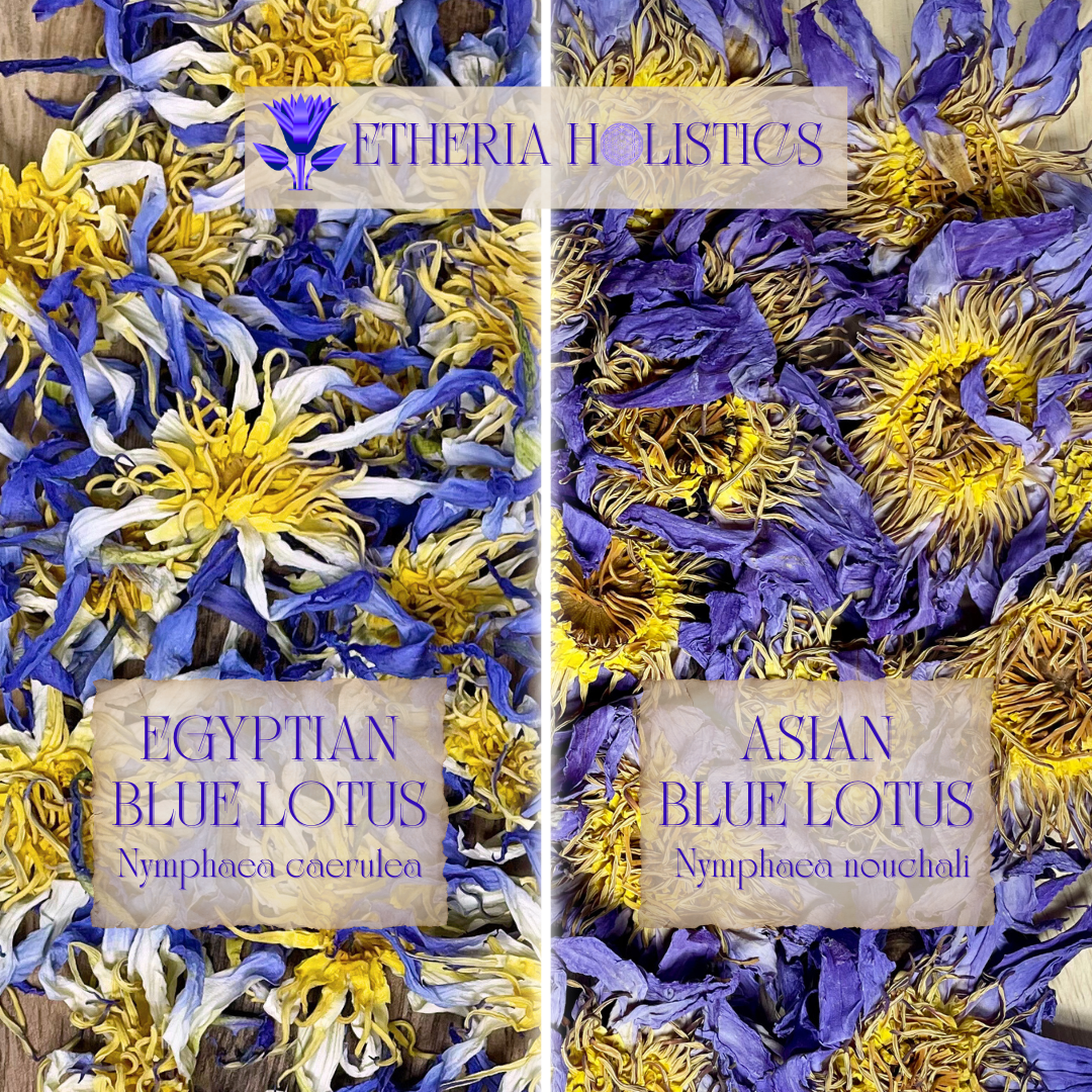 True Egyptian Blue Lotus (Nymphaea caerulea)