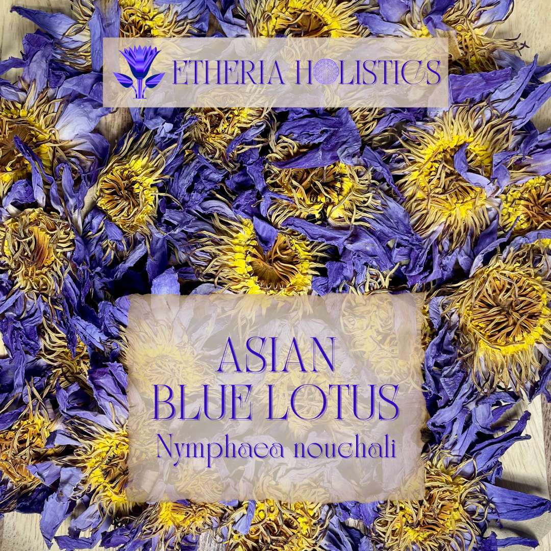 Blue Lotus - Asian Varitey (Nymphaea nouchali)