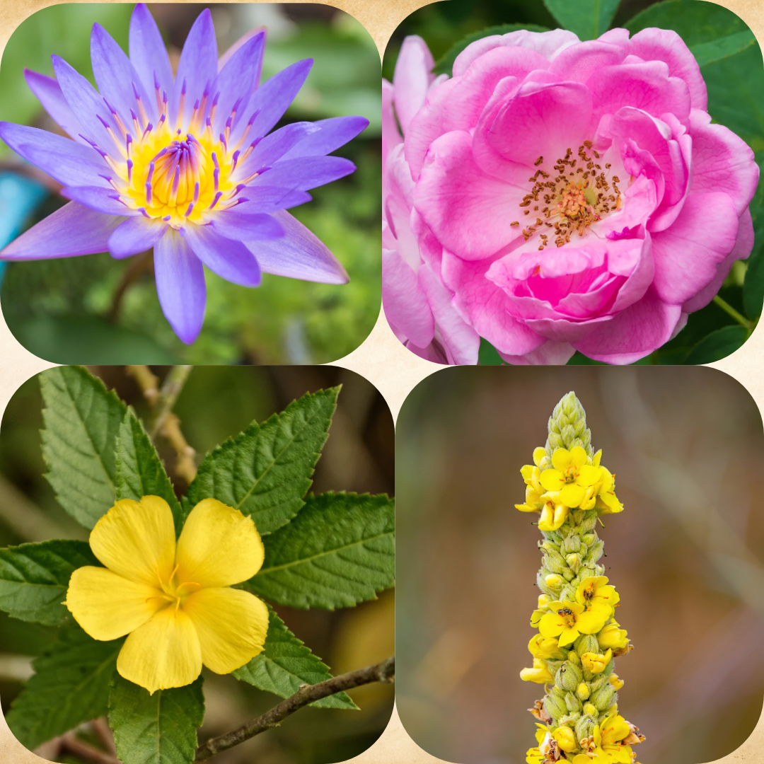 LOVE Blend (Blue Lotus, Damiana, Rose, Mullein) | Organic Pre-Ground | Loose Blend & Teabags