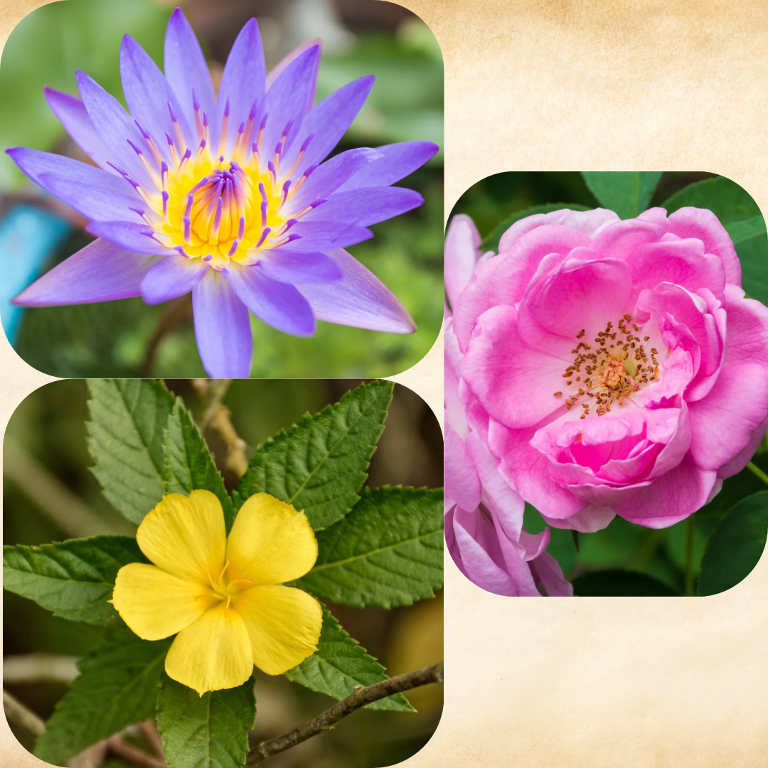 LOVE Elixir — Organic Tincture Extract | Blue Lotus, Damiana & Rose