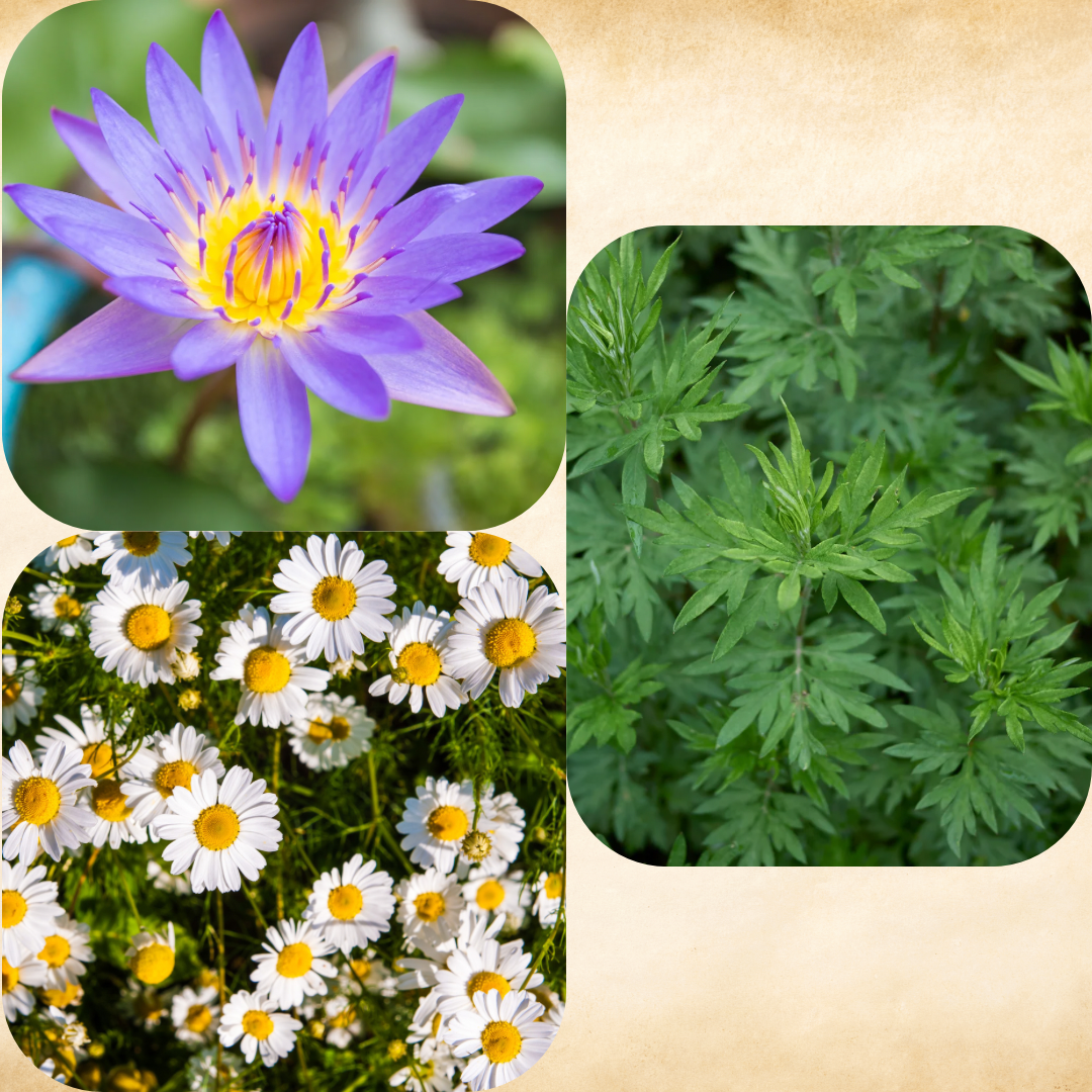 DREAM Elixir — Organic Tincture Extract | Asian Blue Lotus, Mugwort & Chamomile