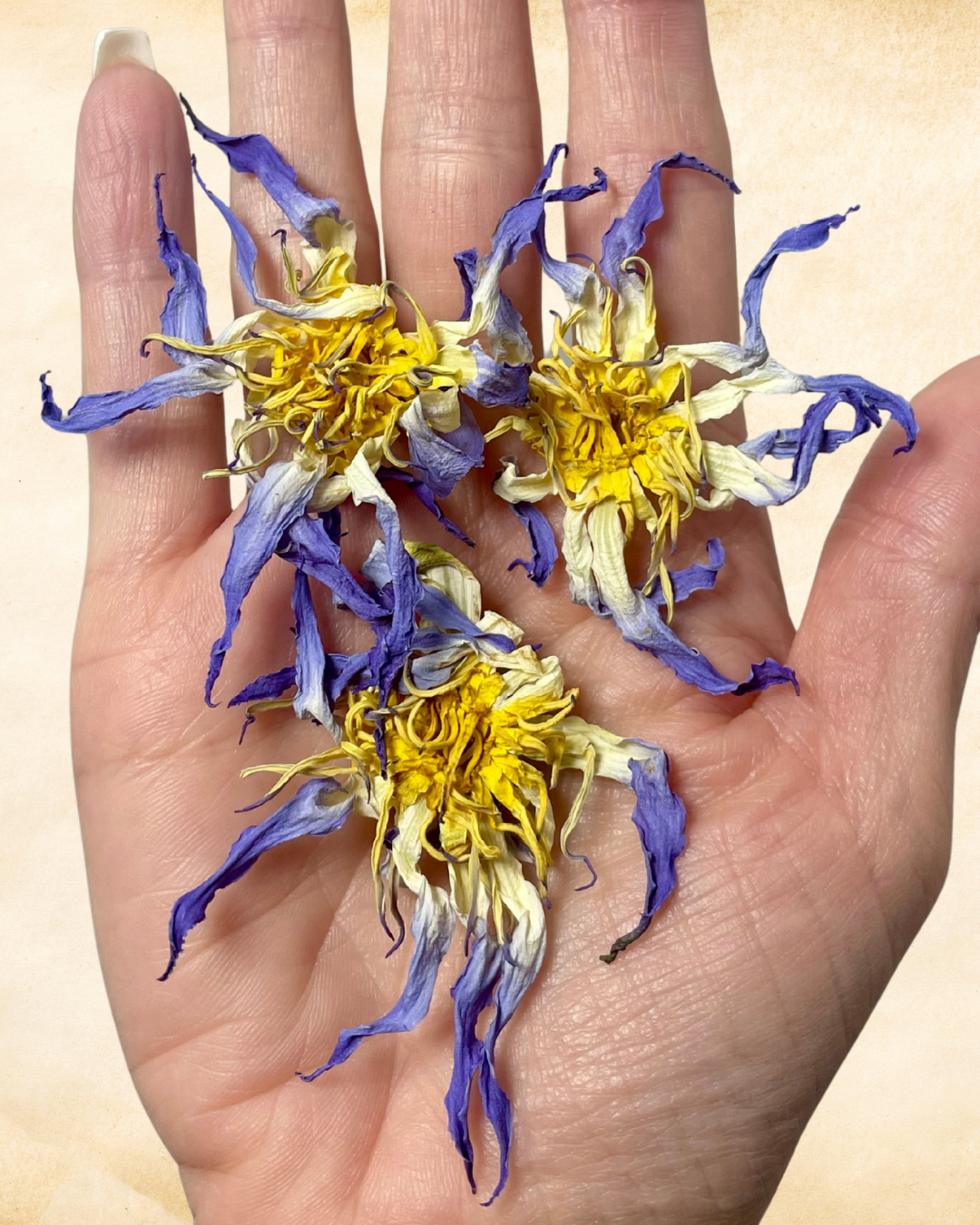 True Egyptian Blue Lotus Elixir. Organic Tincture Extract (Nymphaea caerulea)