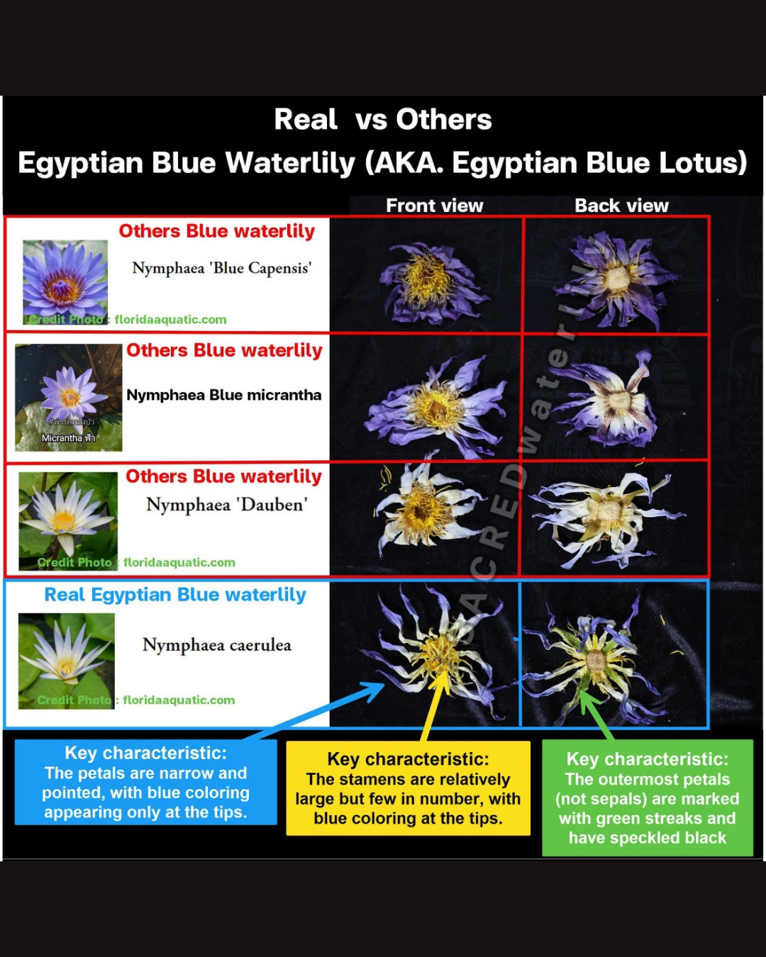 True Egyptian Blue Lotus Pre-Ground/Pre-Filled Teabags (Nymphaea caerulea)