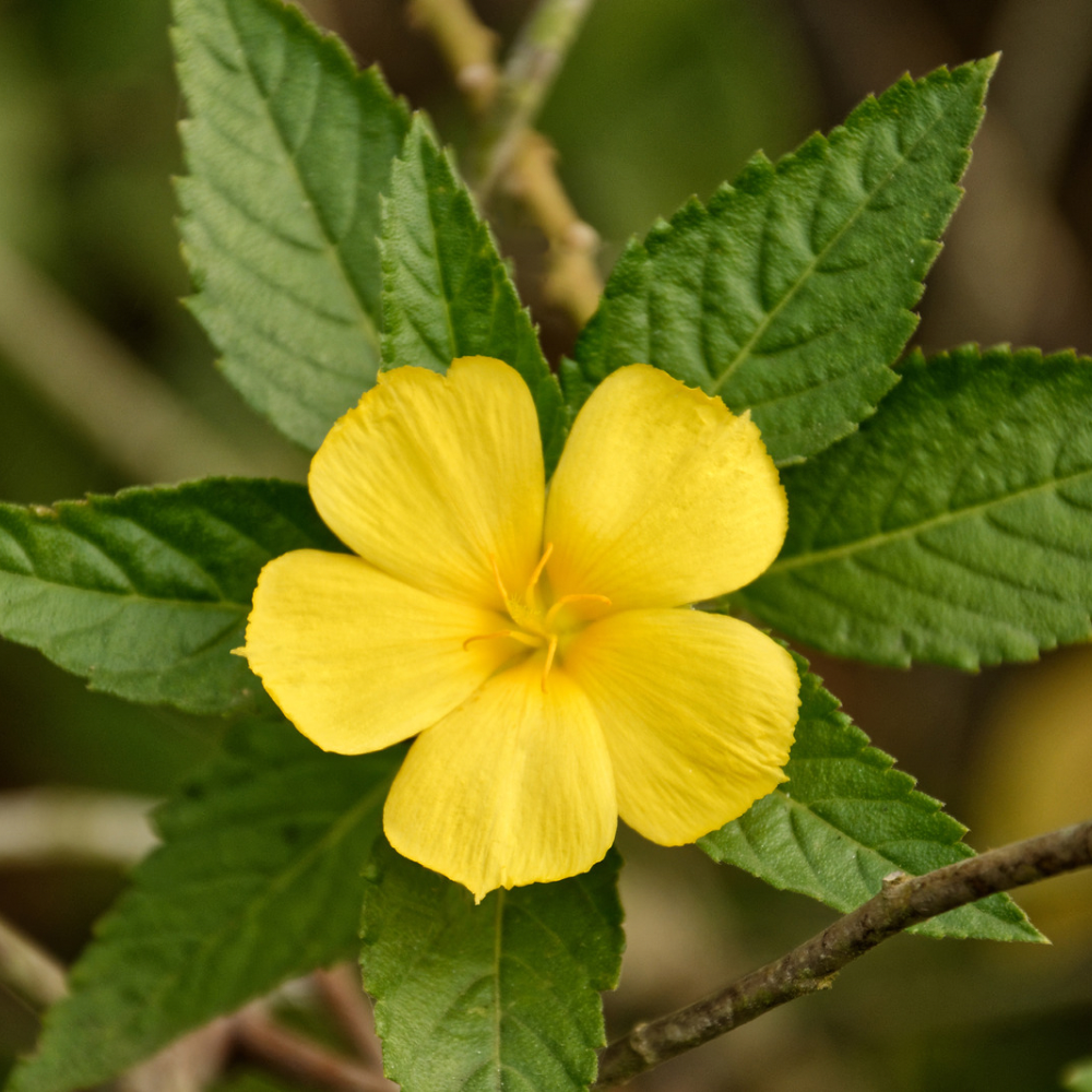 Organic Damiana. Pre-Ground/Pre-Filled Teabags