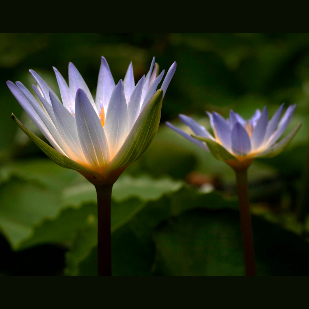 True Egyptian Blue Lotus Elixir. Organic Tincture Extract (Nymphaea caerulea)